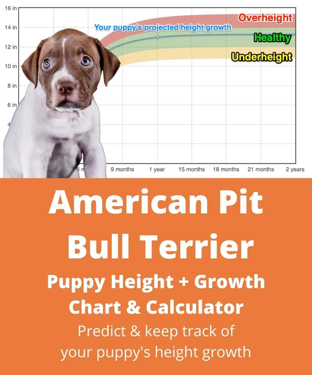 American Pit Bull Terrier Height+Growth Chart How Tall Will My